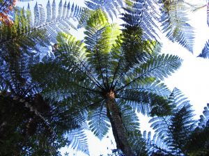 urewera terror raids - native ferns