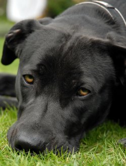 the black dog of depression