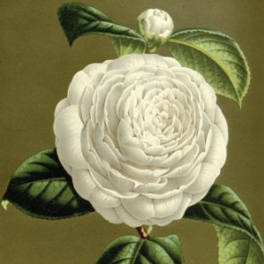 The White Camellia - symbol of Woman's Suffrage Movement, NZ